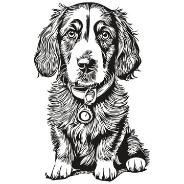 Spaniel English Cocker dog realistic pet illustration, hand drawing face black and white vector