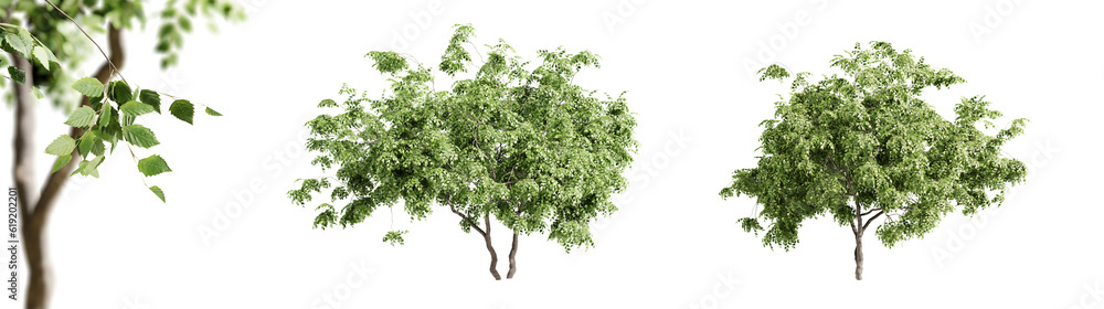 Leinwandbilder beech trees isolated on transparent background and selective focus close-up. 3d render.