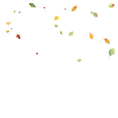 Leaves Falling Autumn Foliage Chaotic Leaf Flying