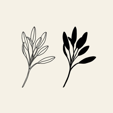 Line art sage branch illustration