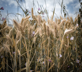 ears of wheat