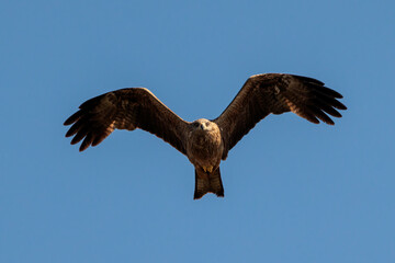 Black kite (Milvus migrans).