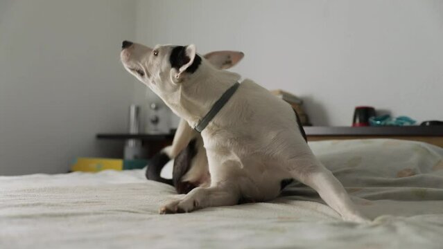 puppy dog scratching and yawning on bed at home