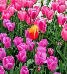 Closeup roses flowers