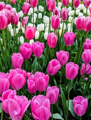 Obraz premium Closeup roses flowers