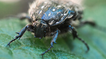 Oxythyrea funesta, Large black beetle with yellow hairs. Phytophagous insect with body covered with thick hair. Spring animals, garden invertebrates. Ultra macro photography.
