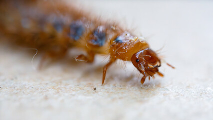 Drilus flavescens Larvae. Insect similar to a small hairy centipede, predator of snails. Macro photography of the orange head of a young beetle before metamorphosis.