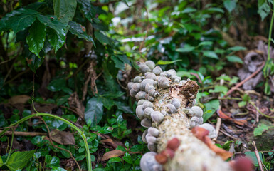 Decaying tree trunk covered in fungi in the middle of the jungle