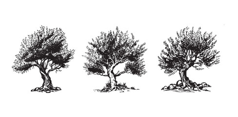 Olive tree hand drawn illustrations, sketch. Vector.	
