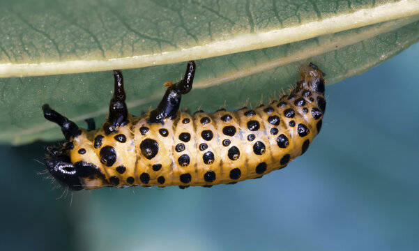 Psyllobora vigintiduopunctata, large ladybug larva. Yellow bug with black spots clinging under a leaf. Small mushy beetle hides from predators. Ultra macro photography, close up detail.