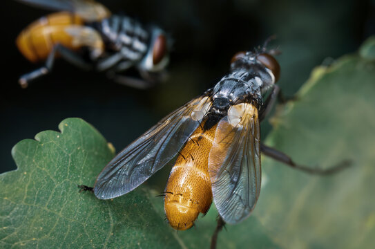 Large Fly With Orange Abdomen. Strange Colorful Flies In Nature. Trichopoda Pennipes, Rare Orange Fly. Flying Animals, Garden Insects. Macro Photography, Close Up Detail.