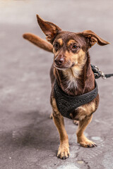 aufmerksamer kleiner brauner Mischlingshund mit ausdrucksstarken Ohren mit Geschirr auf Pflaster