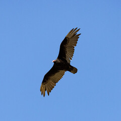 Turkey Vulture with massive wingspan soaring over Pinnacles National Park in California