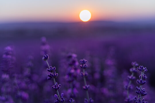 Lavender flower background. Violet lavender field sanset close up. Lavender flowers in pastel colors at blur background. Nature background with lavender in the field.