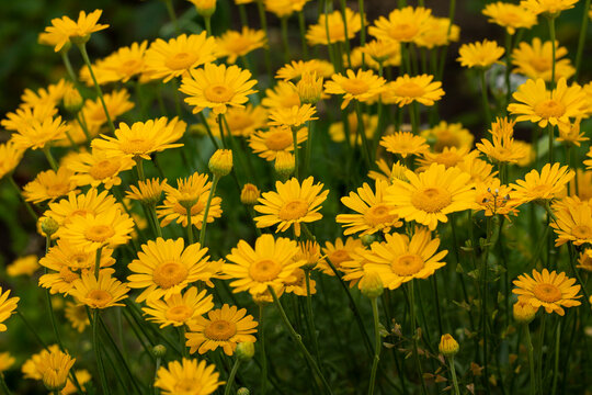 yellow flowers in the garden