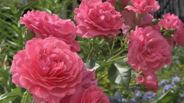 beautiful warm pink color roses bush blossom in garden . close up footage 