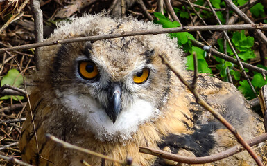 The Eurasian eagle-owl (Bubo bubo), close-up of a young bird in the zoo, Ukraine