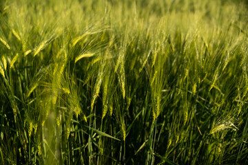 Juicy fresh ears of young green Barley on nature in spring summer agricultural field close-up. Ripening ears of barley field. Green barley field is blooming in the rural fields.