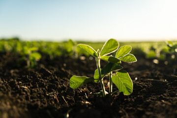 Young soy sprouts planted in neat rows. Green young soybean plants growing in a soil on agricultural field. Soy seedling. Agriculture.