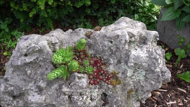 Stein mit Sukkulenten im Garten