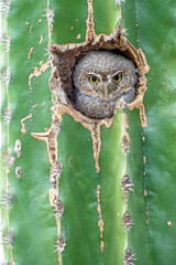 Sanford's Elf Owl (Micrathene whitneyi ssp. sanfordi) nesting in a cactus