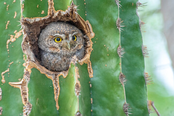 Sanford's Elf Owl (Micrathene whitneyi ssp. sanfordi) nesting in a cactus