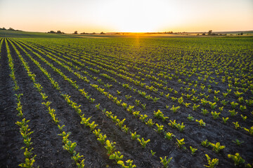 Sugar beets grow in rows on plantations. Farm fields on the slopes of the hills are planted with beets. Sugar beet sprout growing in cultivated agricultural field.