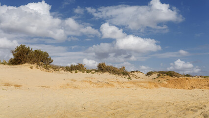the golden sands of the Negev desert