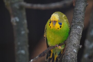 yellow and green parrot
