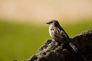 sparrow on a branch
