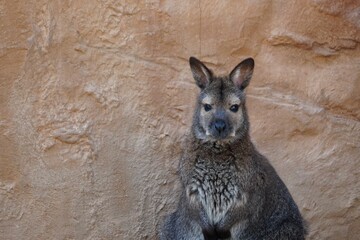 kangaroo and foal