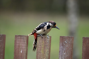 spotted woodpecker