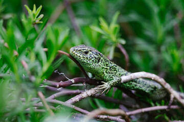 Green lizard macro green bluer