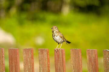 sparrow on a fence
