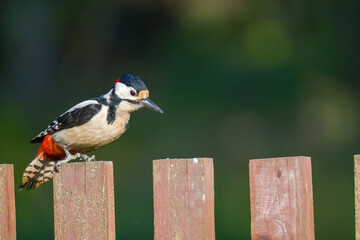 red headed woodpecker