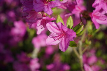 Obraz premium pink flowers in the garden