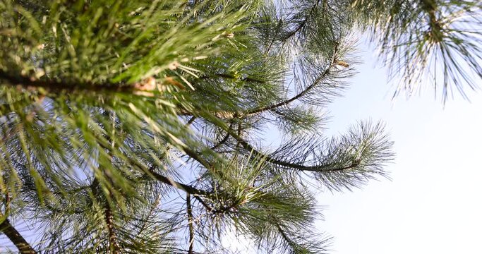 long pine needles in the spring season, close-up of pine branches with long needles in sunny spring weather