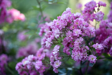 Veilchenblau, rose flower, background. pink roses on a bush in the garden, close-up. Flowering Purple White English Rosa Veilchenblau Climbing Rose Bush. in the garden in the flower bed