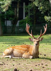 Naklejka na ściany i meble Single Japanese spotted deer (male) relaxing in a grassy park