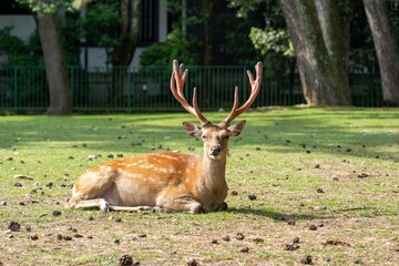 Elk with big antlers lying in the grass of a Nara Park Japan