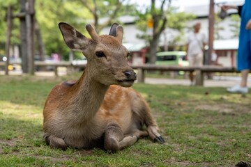 Naklejka na ściany i meble Baby deer lying in the grass of a park