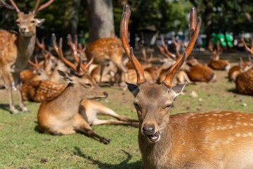 Group of deer huddled together to sleep early in the morning in Nara Japan