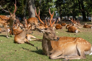 Group of deer huddled together to sleep early in the morning in Nara Japan