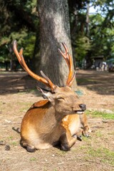 A docile deer in Nara Park Japan laying in the warm morning sun