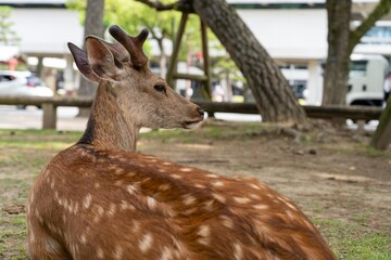 Spotted deer looking over its shoulder as it waits to be fed in Nara Park Japan