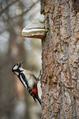 Female great-spotted woodpecker (Dendrocopos major)
