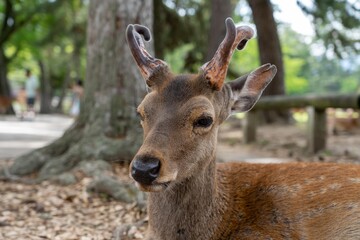Close up of young deer in Nara Park Japan