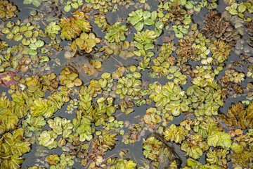 Salvinia molesta, commonly known as giant salvinia, or as kariba weed aquatic fern infesting the Caddo lake in Texas, USA