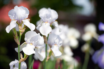 Irideae. White iris flowers are blooming in the garden. White flowers in the garden. floral natural background. beautiful delicate flowers close-up. blurred green background. close-up