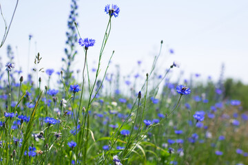 Cornflower, Centaurea cyanus Rare flower of Arable Fields. blue wildflowers, natural floral background. Wild flowers, close-up, blurred background. summer meadow flower, blooms beautifully in blue.